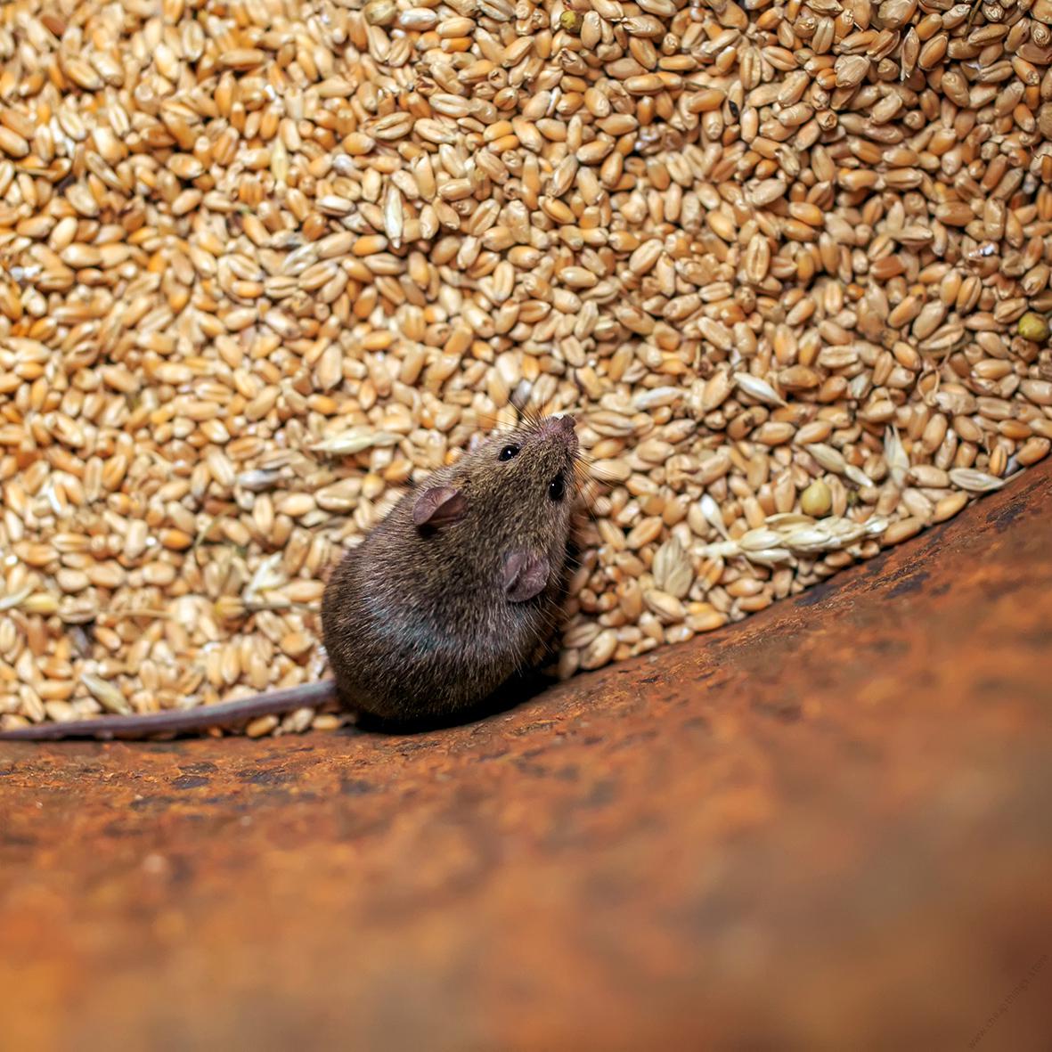 Baraki rat poison