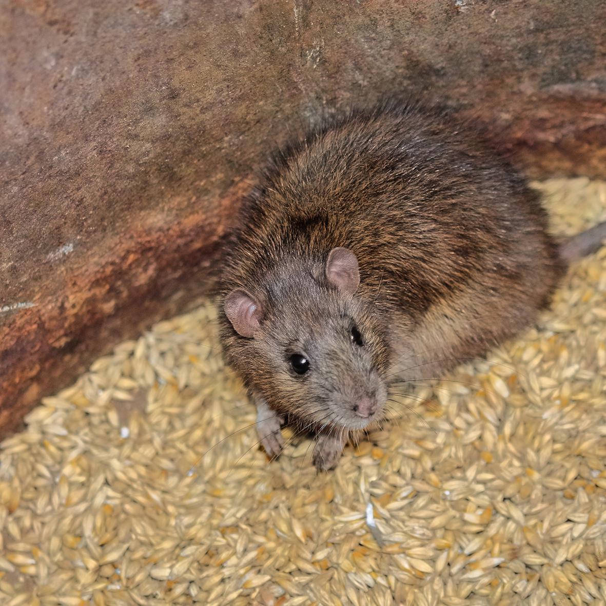 Baraki rat poison