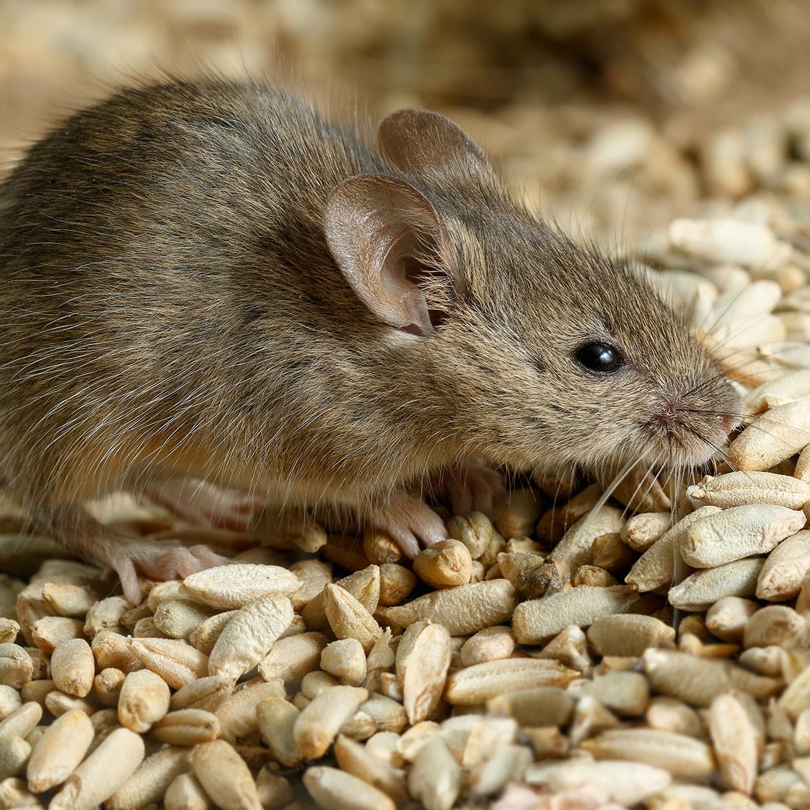Baraki rat poison