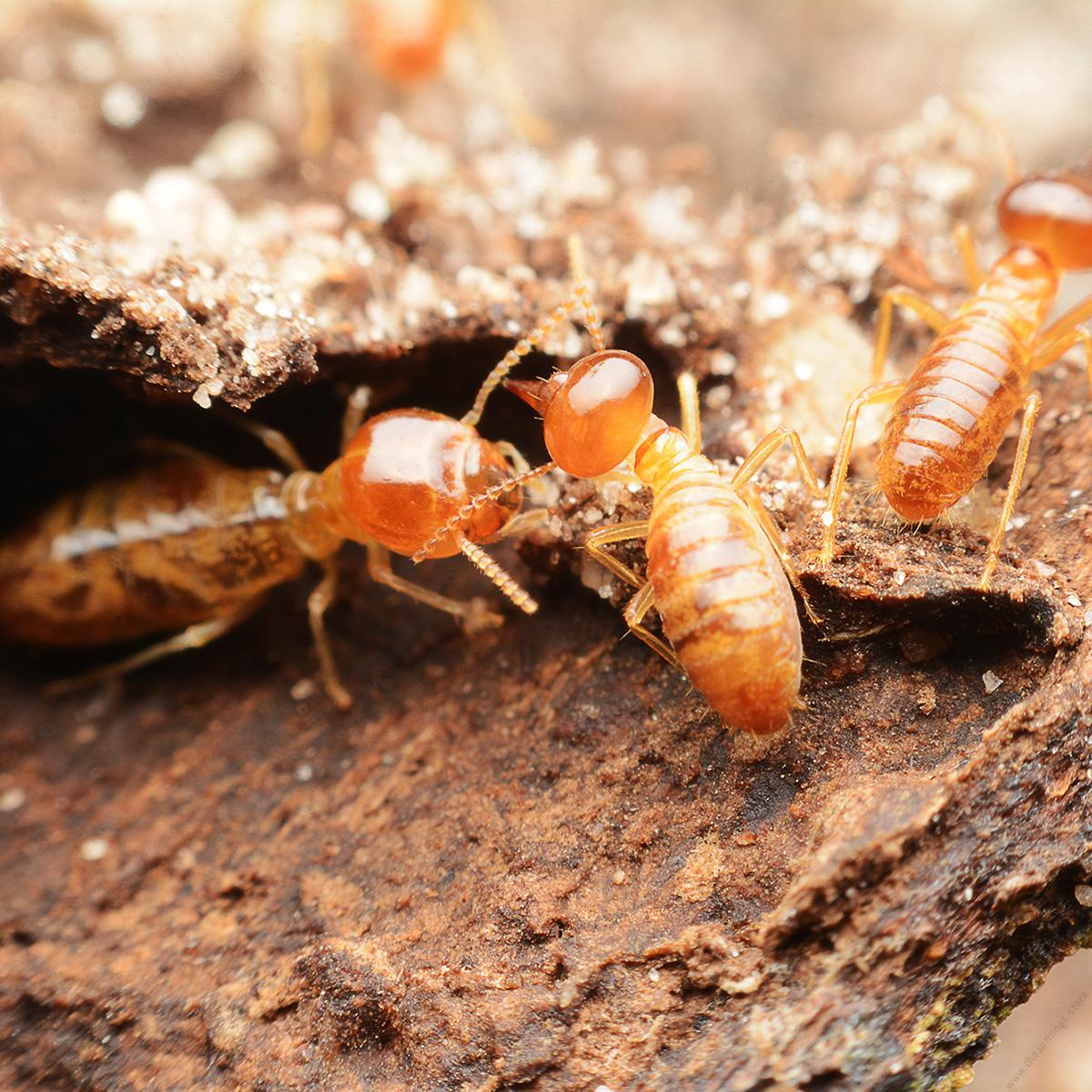 Premise 200 SC for Ants & Termites Control