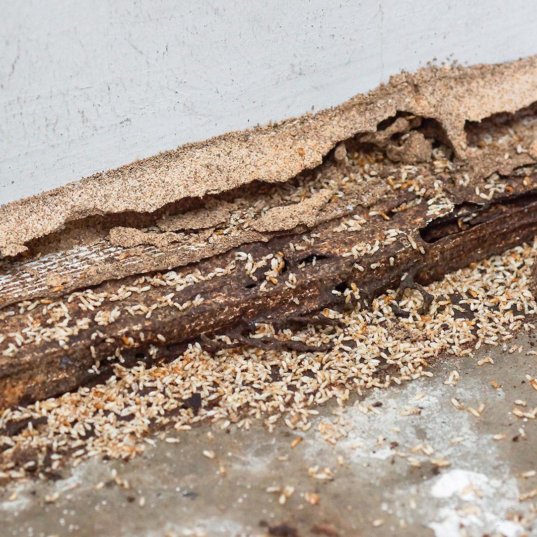 Premise 200 SC for Ants & Termites Control