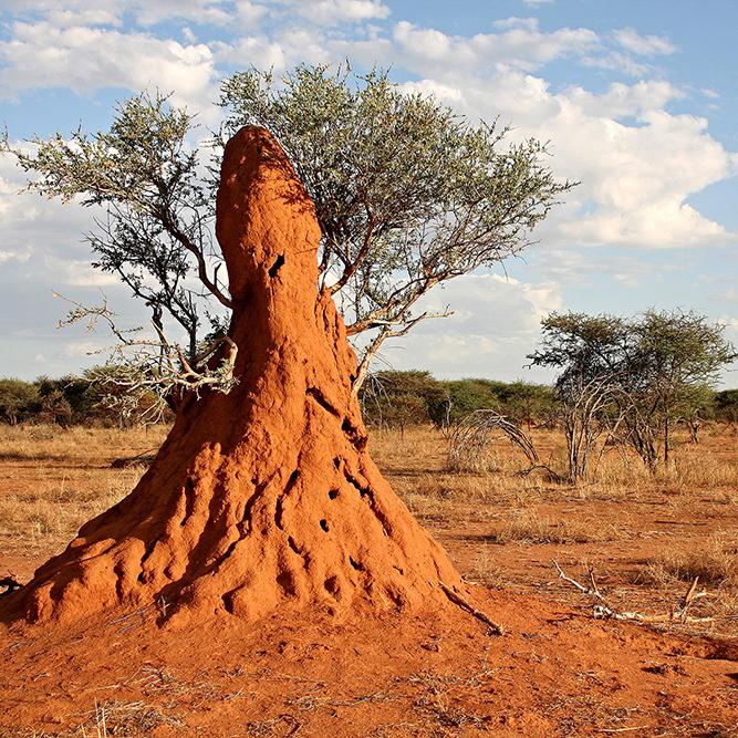 Premise 200 SC for Ants & Termites Control