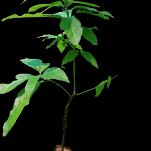 Fuerte Avocado Seedlings