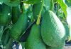 Fuerte Avocado Seedlings