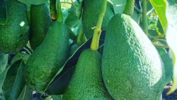 Fuerte Avocado Seedlings