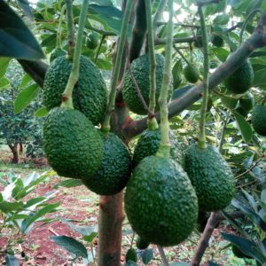 Grafted Hass Avocado Seedlings