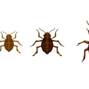 bed bug-kenya-insecticide