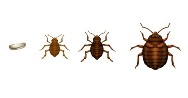bed bug-kenya-insecticide