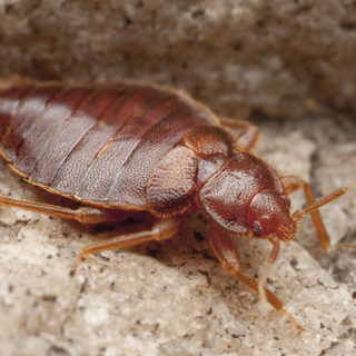bedbug fumigation