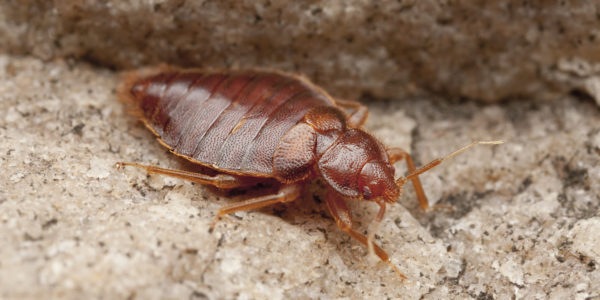 bedbug fumigation