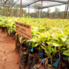 Hass Avocado Seedlings