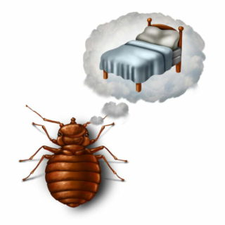 Do you know how to prepare for bedbug treatment?