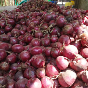 Ceylon Onion Seeds