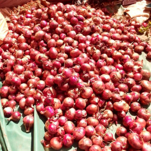 Ceylon Onion Seeds
