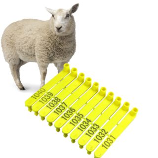 Sheep Ear Tags