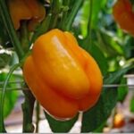 Admiral F1 - 1000 seeds (8gms)