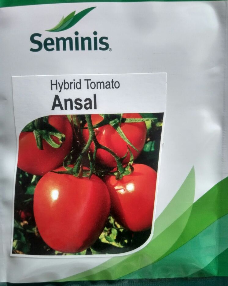 Ansal F1 Hybrid Tomato (Seminis) - 1000 seeds
