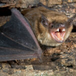 Bat Control