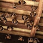 Bat Fumigation