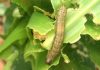 Get Rid of Armyworms in Kenya