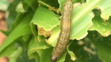 Get Rid of Armyworms in Kenya