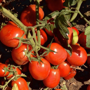 Big Rock F1 tomato 10,000 seeds