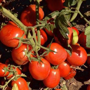 Big Rock F1 tomato 10,000 seeds