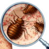 Servants' Quarters Bed Bug Control