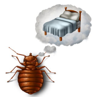 Double Room Bed Bug Control