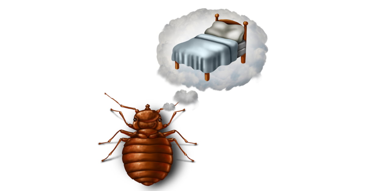 Double Room Bed Bug Control
