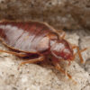 Companies (Sq.m) Bed Bug Fumigation