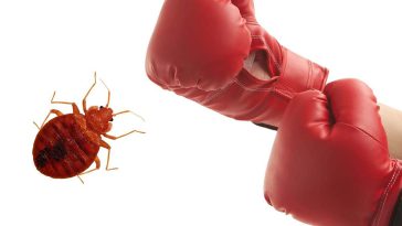 6 Bedrooms Bed Bug Fumigation