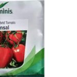 Ansal F1 tomato 25