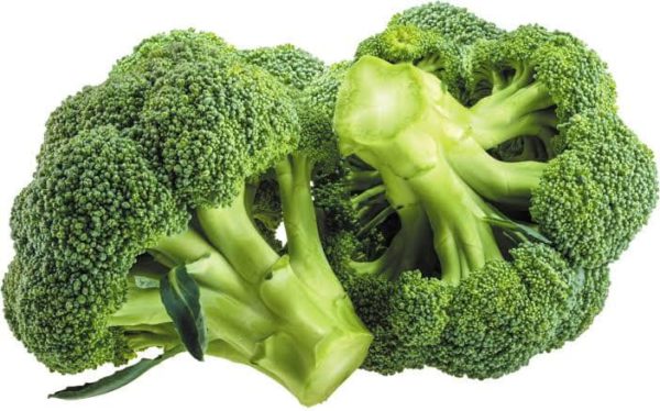 F1 Broccoli Seedling Per Seedling