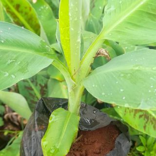Cavendish Banana Seedling Per Seedling