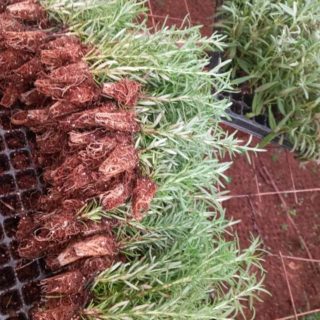 Rosemary Seedlings Per Seedling