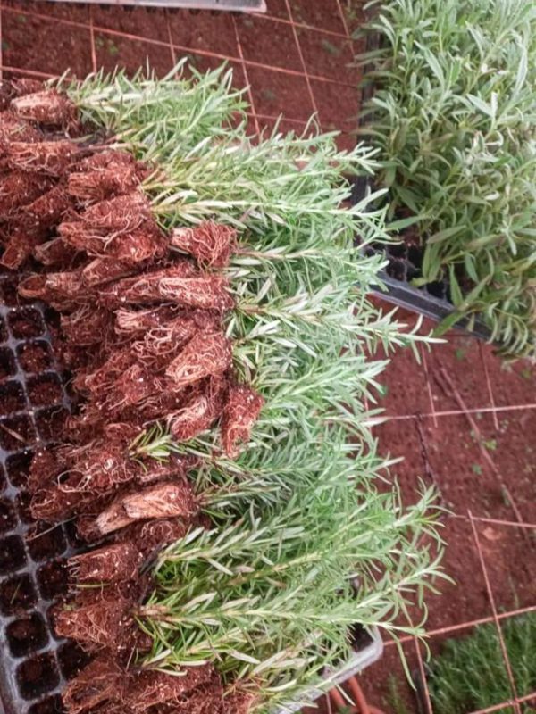 Rosemary Seedlings Per Seedling