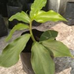 Insulin Plant Seedlings Per Seedling