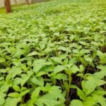 Safa Bawito F1 Tomato Seedlings