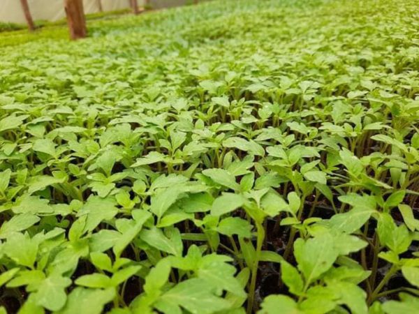 Safa Bawito F1 Tomato Seedlings