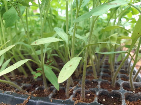 Tomatoes Seedlings Per Seedling