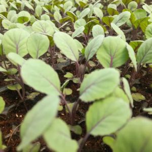 red cabbage per seedling