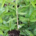 Kei Aple/Kayava/Kayapa per seedling