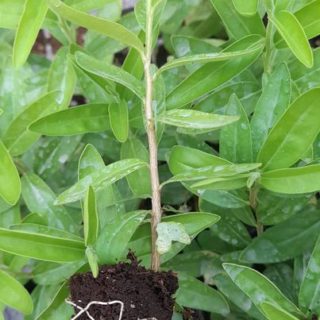 Kei Aple/Kayava/Kayapa per seedling