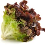 Lettuce red leaf Seedling Per Seedling