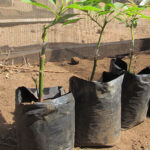 Avocado Hass Grafted Seedling Per Seedling
