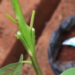 Avocado Local Grafted Seedling Per Seedling