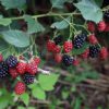 Berry-Black Berry Seedling Per Seedling