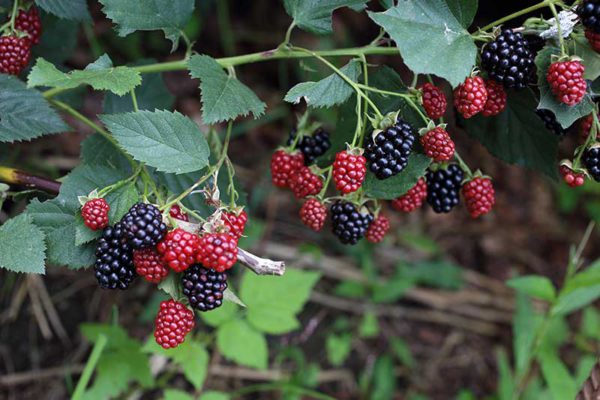 Berry-Black Berry Seedling Per Seedling