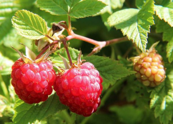 Berry-Raspberry Red Seedling Per Seedling